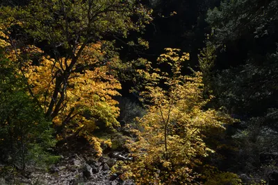 DSC_6458 (Large).JPG